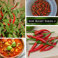 Afbeeldingsresultaat voor thai bird pepper hot pepper