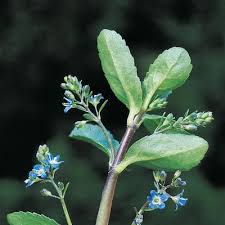 Attēlu rezultāti vaicājumam “Veronica beccabunga leaf”