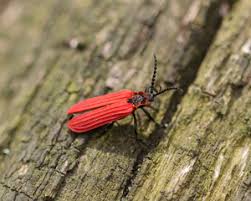 Attēlu rezultāti vaicājumam “Lycidae”