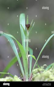 Attēlu rezultāti vaicājumam “Luzula pilosa bud”