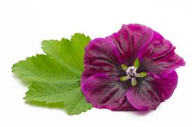 Image result for Malve