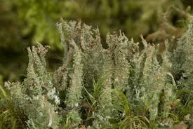 Attēlu rezultāti vaicājumam “Cladonia squamosa”