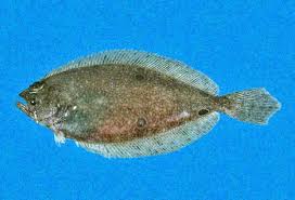 Image result for Paralichthys albigutta