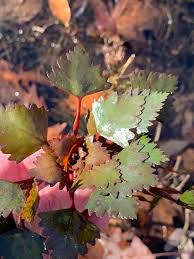 Attēlu rezultāti vaicājumam “Trapaceae”