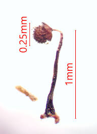 Attēlu rezultāti vaicājumam “Cribraria languescens spores”