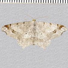 Attēlu rezultāti vaicājumam “Macaria alternata”