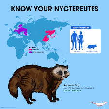 Attēlu rezultāti vaicājumam “Nyctereutes procyonoides”
