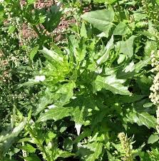 Attēlu rezultāti vaicājumam “Chenopodium rubrum leaf”