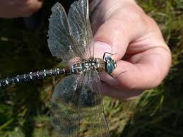 Attēlu rezultāti vaicājumam “Aeshna juncea male”