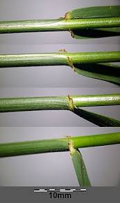 Attēlu rezultāti vaicājumam “Festuca pratensis”