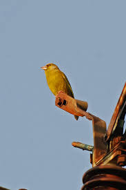 Attēlu rezultāti vaicājumam “Chloris chloris”