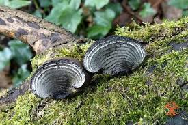 Attēlu rezultāti vaicājumam “Daldinia concentrica”