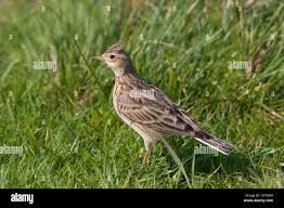 Attēlu rezultāti vaicājumam “Alauda arvensis adult”