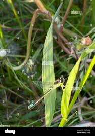 Attēlu rezultāti vaicājumam “Coenagrion armatum male”