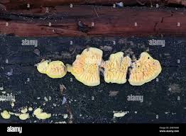 Attēlu rezultāti vaicājumam “Pseudomerulius aureus”