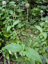 Image result for Dipsacus pilosus