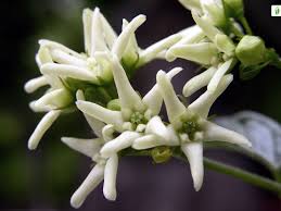 Attēlu rezultāti vaicājumam “Vincetoxicum hirundinaria flower”