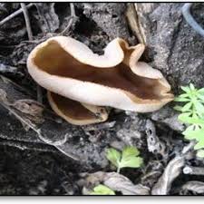 Attēlu rezultāti vaicājumam “Peziza badia”