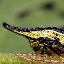 Attēlu rezultāti vaicājumam “Palomena prasina nymph”