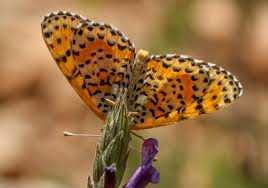 Attēlu rezultāti vaicājumam “Melitaea didyma underside”