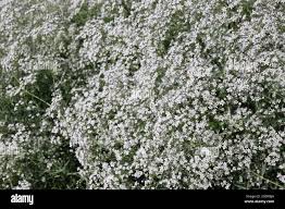 Attēlu rezultāti vaicājumam “Gypsophila paniculata flower”