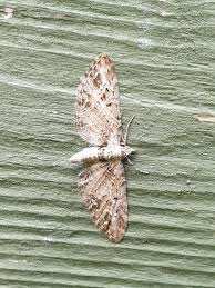 Attēlu rezultāti vaicājumam “Eupithecia exiguata”