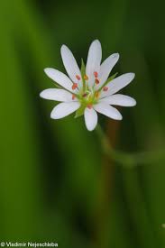 Attēlu rezultāti vaicājumam “Stellaria palustris”