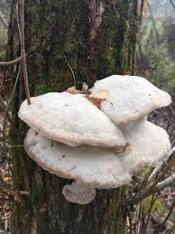 Attēlu rezultāti vaicājumam “Trametes suaveolens”
