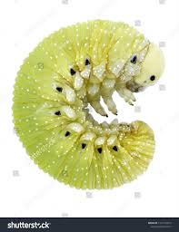 Attēlu rezultāti vaicājumam “Cimbex femoratus”