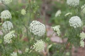 Attēlu rezultāti vaicājumam “Daucus sativus flower”