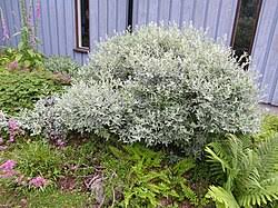 Attēlu rezultāti vaicājumam “Salix lapponum leaf”