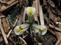 Attēlu rezultāti vaicājumam “Iris reticulata flower”