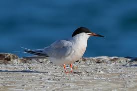 Image result for Sterna dougallii