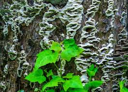 Attēlu rezultāti vaicājumam “Oxyporus”