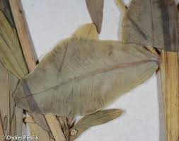 Attēlu rezultāti vaicājumam “Euphorbia palustris leaf”