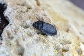 Attēlu rezultāti vaicājumam “Peltis grossa”