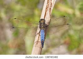 Attēlu rezultāti vaicājumam “Orthetrum cancellatum male”