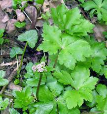 Attēlu rezultāti vaicājumam “Sanicula europaea flower”