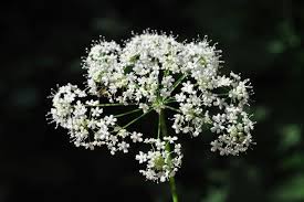 Image result for Pimpinella major