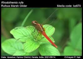 Attēlu rezultāti vaicājumam “Diderma rufostriatum”