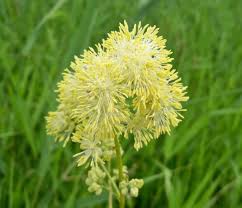 Attēlu rezultāti vaicājumam “Thalictrum flavum bud”