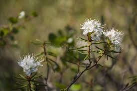 Attēlu rezultāti vaicājumam “Ledum palustre leaf”