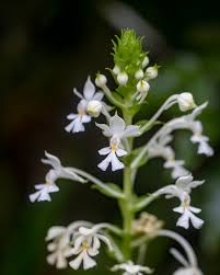 Attēlu rezultāti vaicājumam “Orchidaceae”