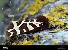 Attēlu rezultāti vaicājumam “Arctia caja imago”