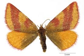 Attēlu rezultāti vaicājumam “Lythria cruentaria”