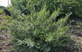 Attēlu rezultāti vaicājumam “Salix purpurea leaf”