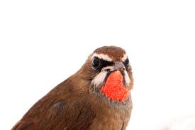 Image result for Luscinia calliope