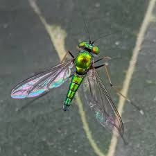 Attēlu rezultāti vaicājumam “Dolichopodidae”