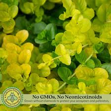 Attēlu rezultāti vaicājumam “Lysimachia”