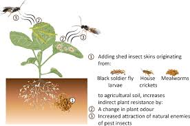 Attēlu rezultāti vaicājumam “Mamestra brassicae exuvia”